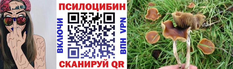 Купить  Мышкин  Псилоцибиновые грибы Psilocybe 